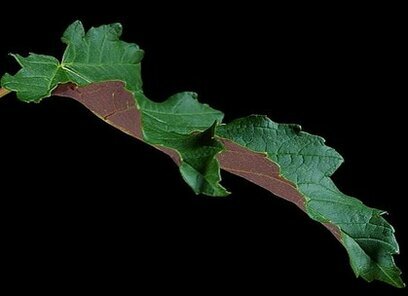 Javor Faassen´s Black mléčný, v květináči 150/160 cm Acer platanoides Faassen´s Black